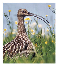 Curlew