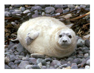 Seal Pup