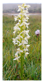 Platanthera